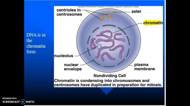 Cell Cycle Bio 101 смотреть онлайн