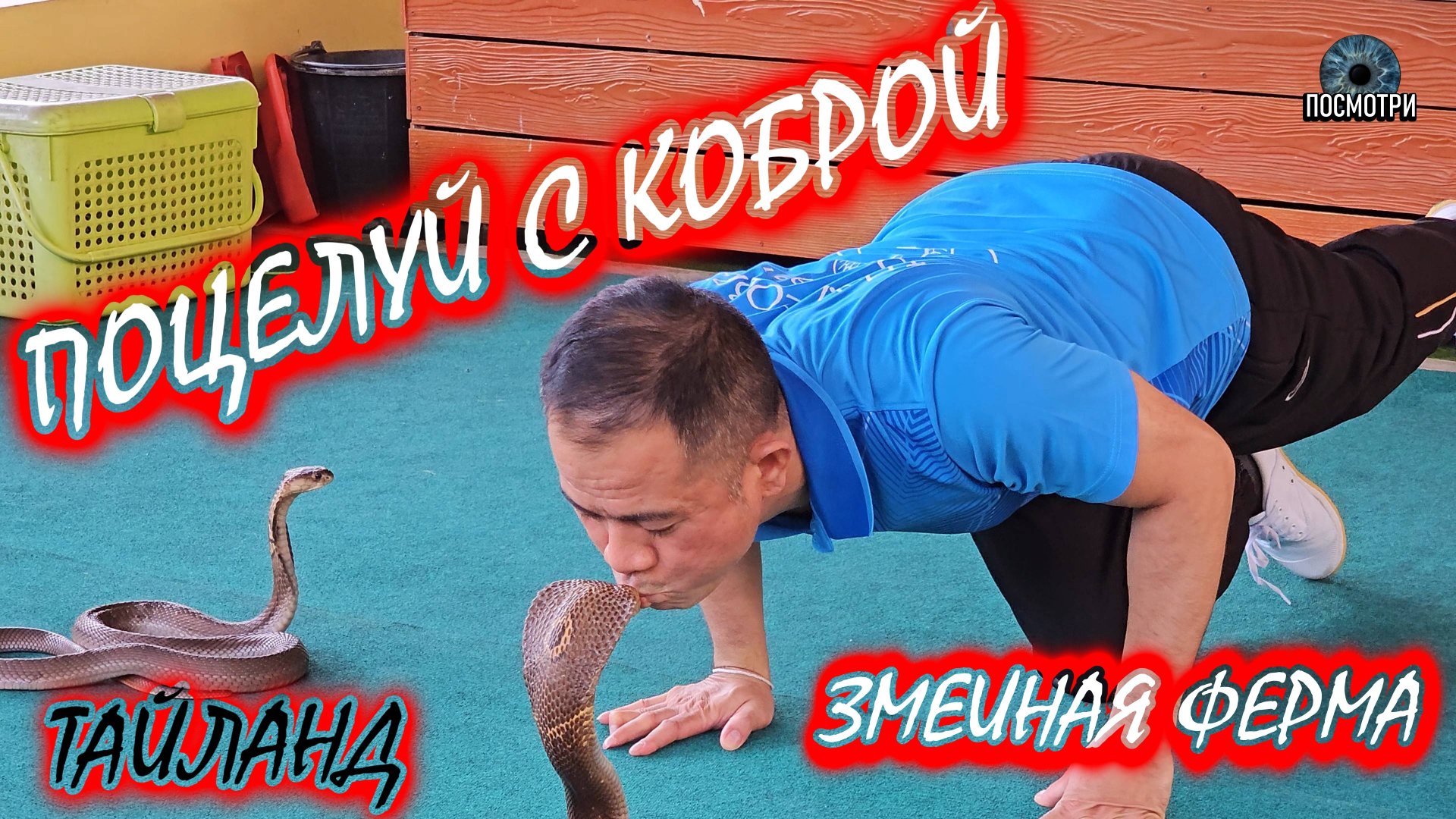Посмотри. Тайланд. Пхукет. Поцелуй с Коброй. Змеиная ферма. смотреть онлайн