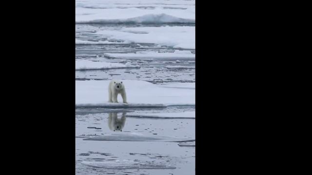 Svalbard смотреть онлайн