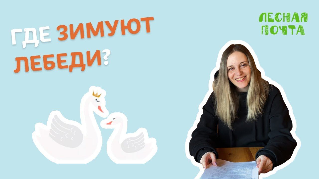 Сколько лебедей в Лапландском заповеднике? Лесная почта смотреть онлайн
