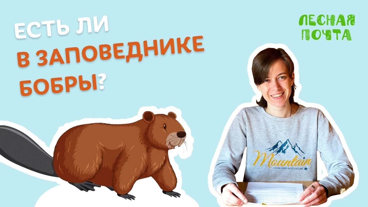 Есть ли в заповеднике бобры? Лесная почта Лапландского заповедника смотреть онлайн