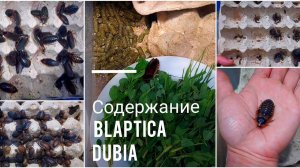АРГЕНТИНСКИЕ 🪳 ТАРАКАНЫ - мое содержание и кормление. Разведение Blaptica dubia