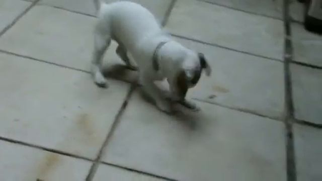 jack russell terrier ( Наш Макс !! ) смотреть онлайн