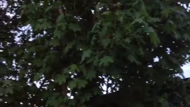 Майские жуки смотреть онлайн