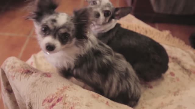 Экскурсия по новой квартире: как собаки обживают наш дом 🏠🐕 смотреть онлайн