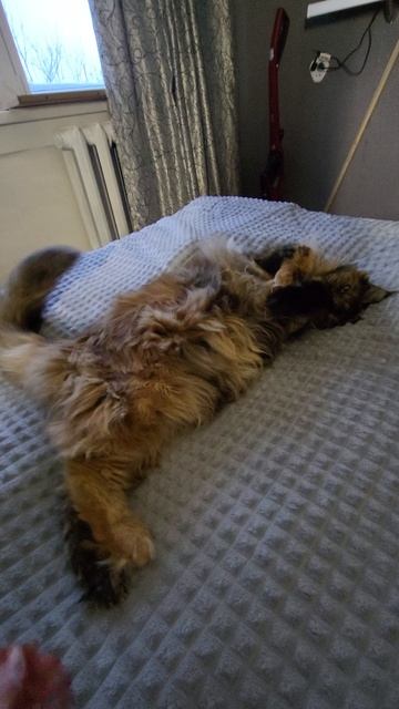 БЕЗ КОТА И ЖИЗНЬ НЕ ТА))) смотреть онлайн