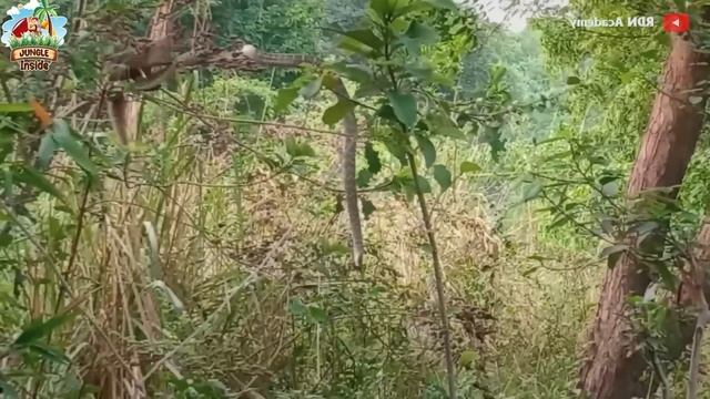 सांप और नेवले की दिल दहला देने वाली लड़ाई | Mongoose Kills Cobra | Cobra Vs Mongoose смотреть онлайн