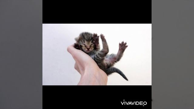 Новорожденные котята мяукают Звуки котят Звук для животных Звуки для кошки Sound Animals #звукикота