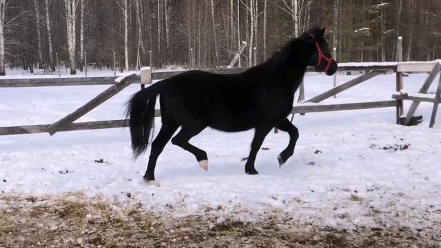 Елена Красных. Основы. Домашнее задание 1 смотреть онлайн