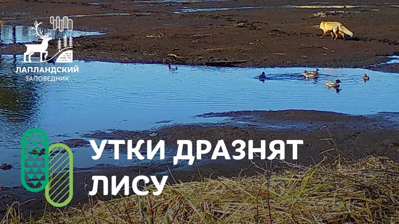 Лисица и утки. Фотоловушка Лапландского заповедника смотреть онлайн
