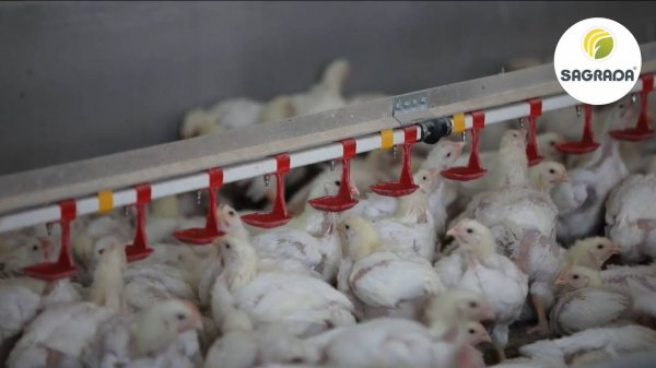Ниппельные поилки для бройлеров | Оборудование SAGRADA