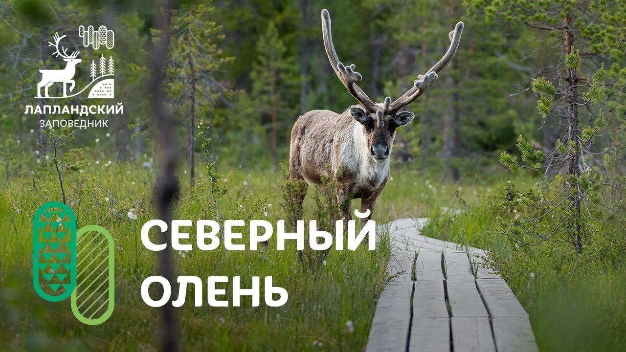 Дикий северный олень. Лапландский заповедник смотреть онлайн