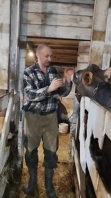 Виола и Вискас Джерсийская порода