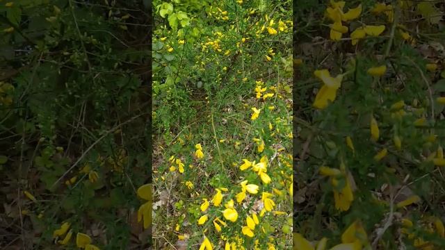 Le genêt balai смотреть онлайн