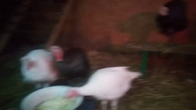 Очень любят капусту.