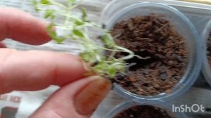 Лобелия ампельная "Сапфир". Пикировка рассады. #лобелия#рассада#пикировка#ампельная#