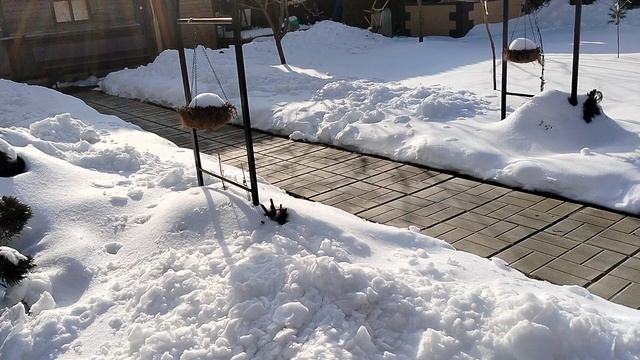 Кашпо из кокосового волокна с седумами в апреле 2025. смотреть онлайн