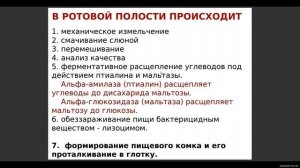Физиология пищеварения