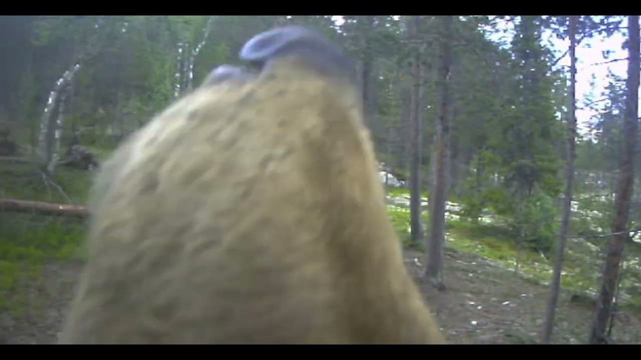 Медведь. Фотоловушка Лапландского заповедника смотреть онлайн