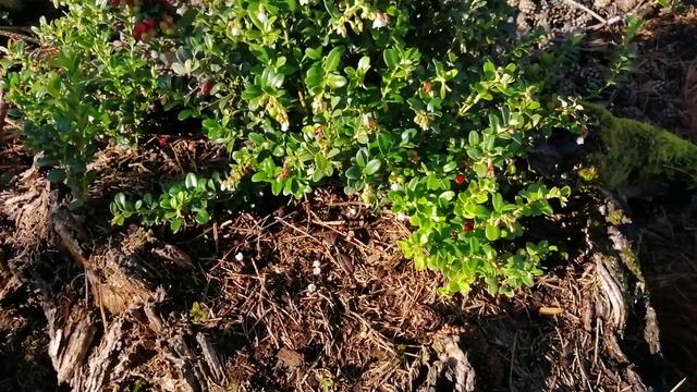 Брусника Ред Перл в пеньке!