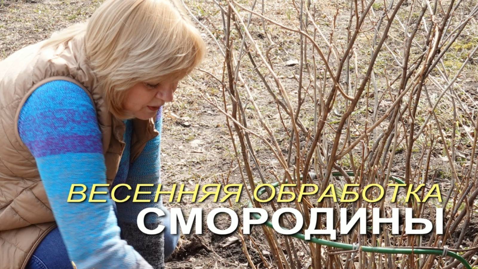 Весенняя обработка и подкормка СМОРОДИНЫ! Советы от ЗЕЛЕНОГО ОГОРОДА! смотреть онлайн