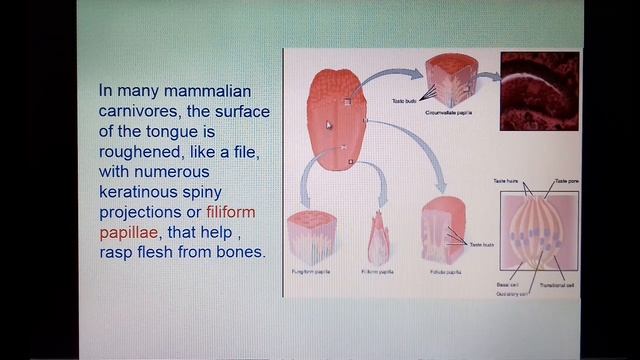 C A Digestive System part 4 смотреть онлайн