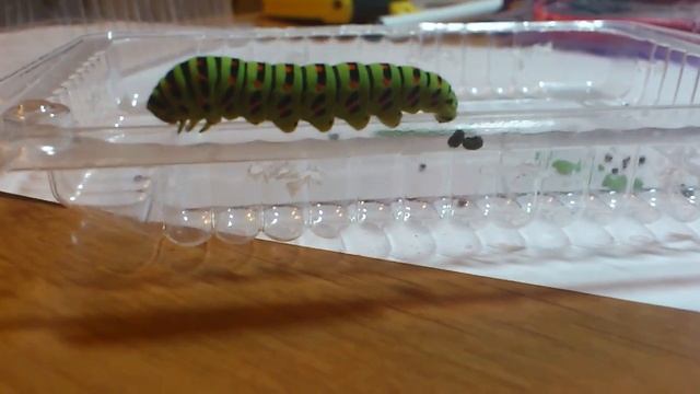 Какашечки гусеницы / Shit Of Caterpillar