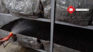 Как выращивают шампиньоны