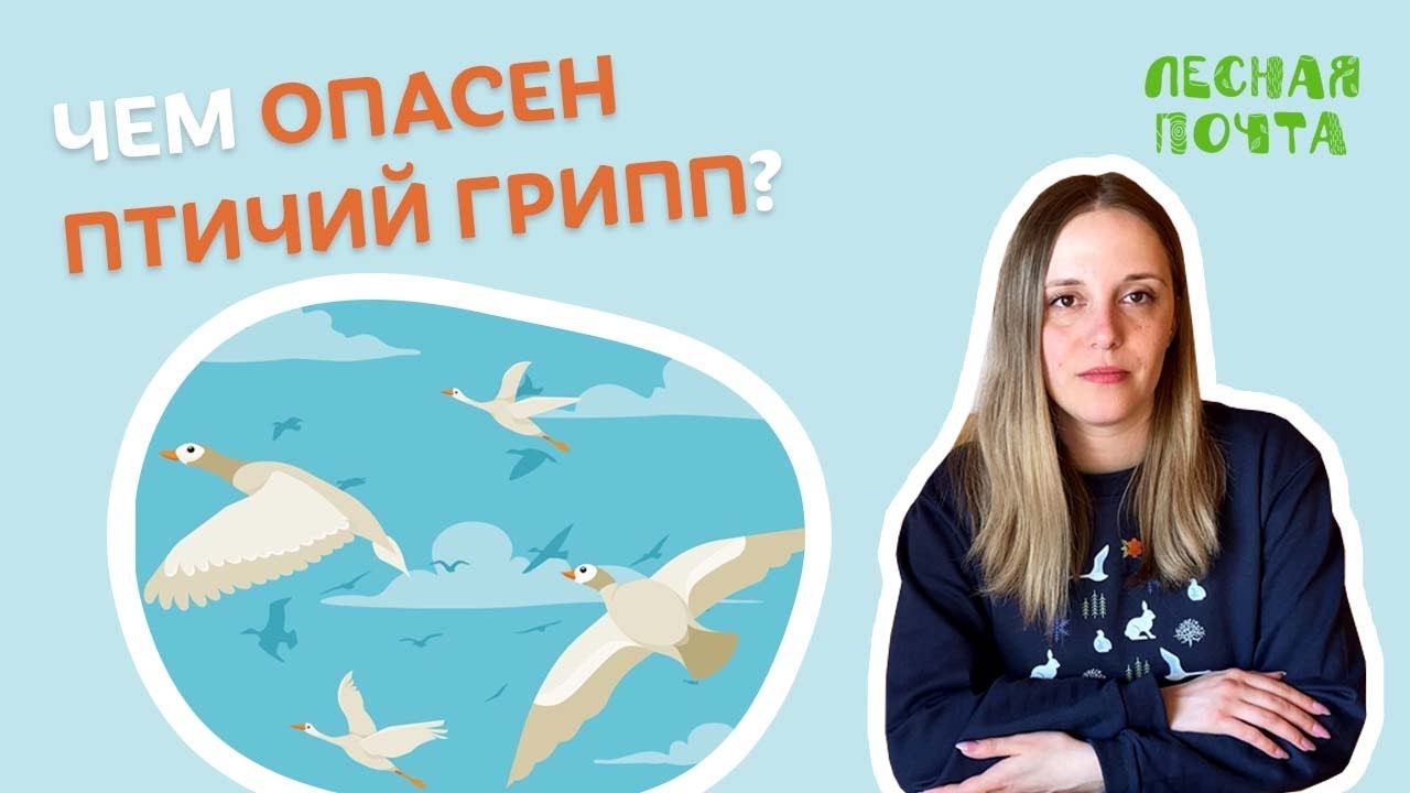 Чем опасен птичий грипп? Лесная почта Лапландского заповедника смотреть онлайн