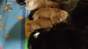 6 день щенкам .купирование хвостов