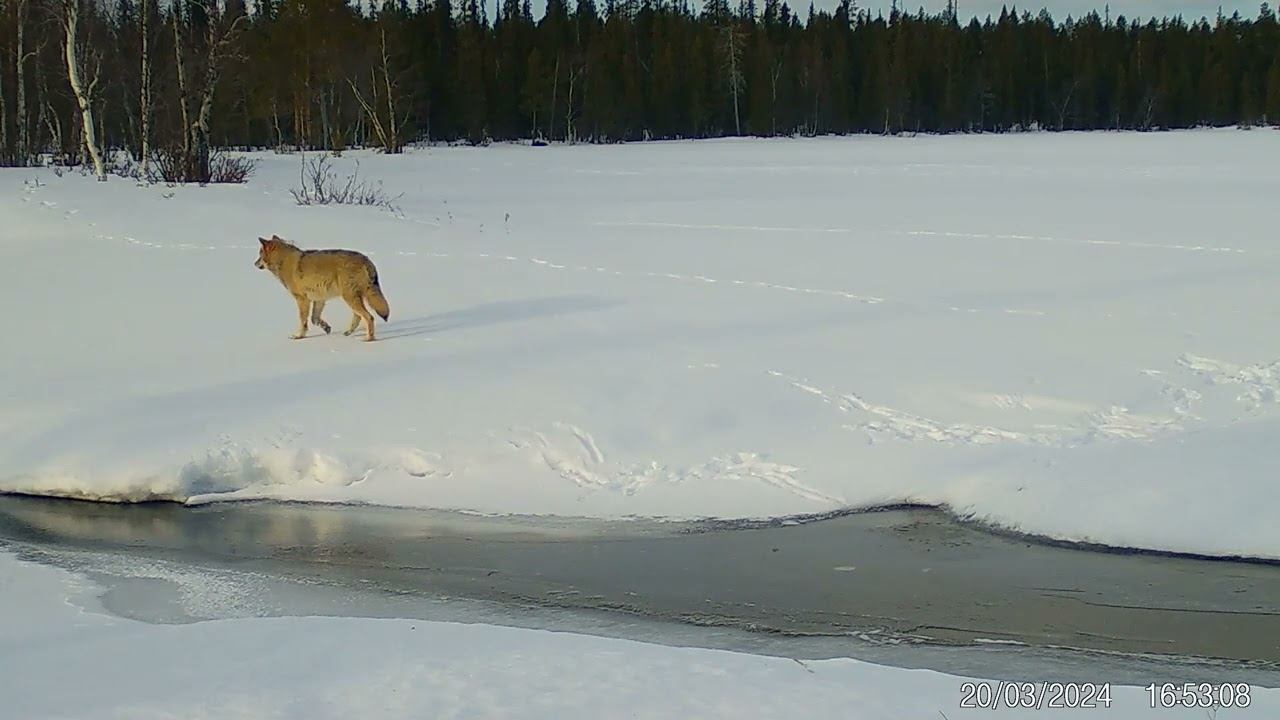 Волки. Фотоловушка Лапландского заповедника смотреть онлайн
