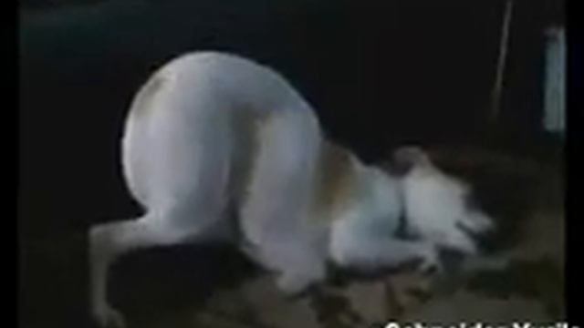 Смешные животные смотреть всем смотреть онлайн