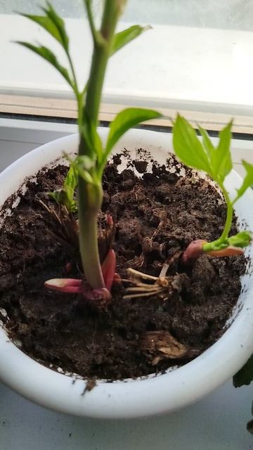 Пион зацветает на подоконнике. Первоцветы на окне. #пион #дача #огороднаподоконнике