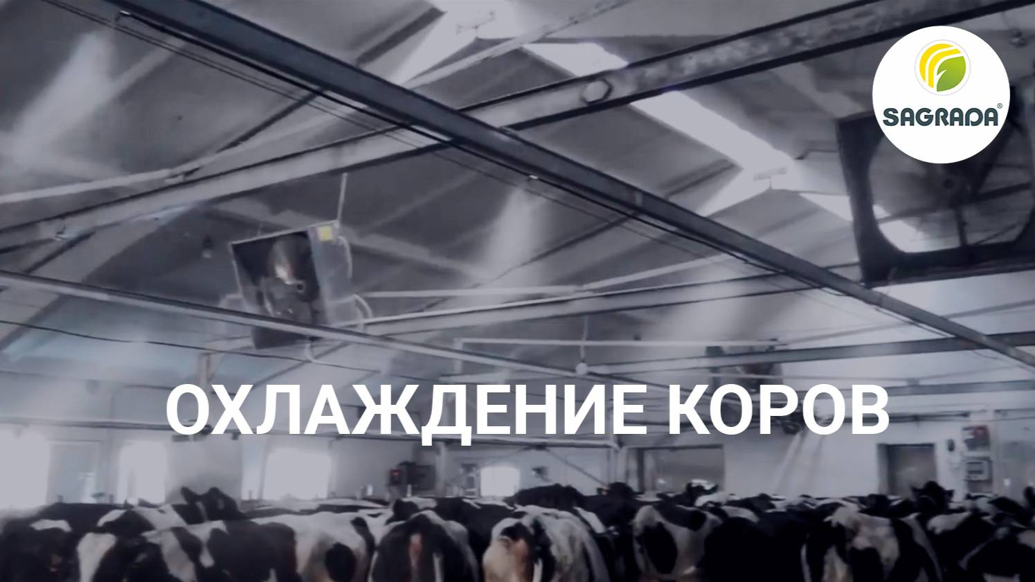 Охлаждение коров орошением и вентиляторами | SAGRADA смотреть онлайн