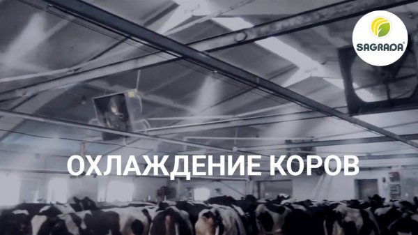 Охлаждение коров орошением и вентиляторами | SAGRADA