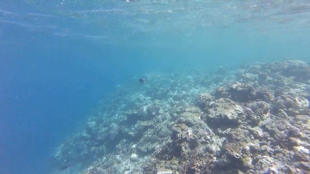 Snorkelling with Titan Tiger Fish смотреть онлайн