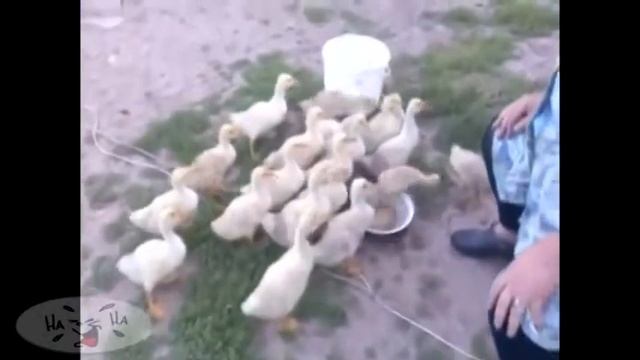 Заклинательница гусей! Прикольное видео! смотреть онлайн