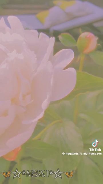 ||14:02|| где актив 😡! ребят мне удалять акк🥺🤞? #fyr #удалятьакк #NESSI #моёвидео 🥺🤞🩰😗⭐😎 смотреть онлайн