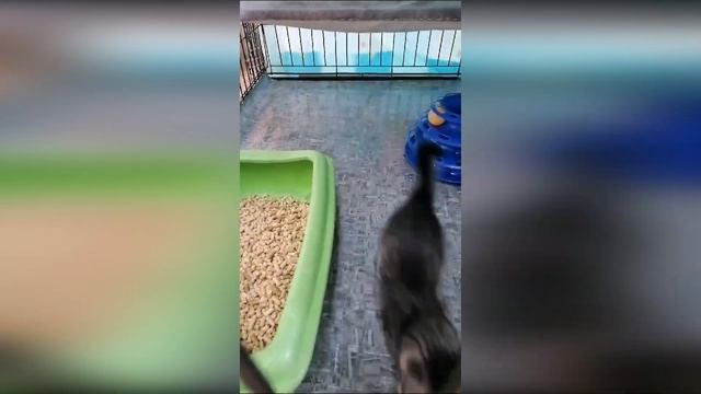 Малявку пересадили в большую клетку, чтобы было где разгуляться её неиссякаемой энергии😂😜 смотреть онлайн