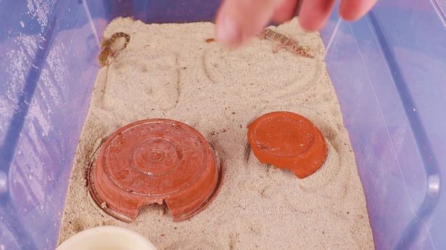 Coleonyx brevis The Texas Banded Gecko Care Guide смотреть онлайн
