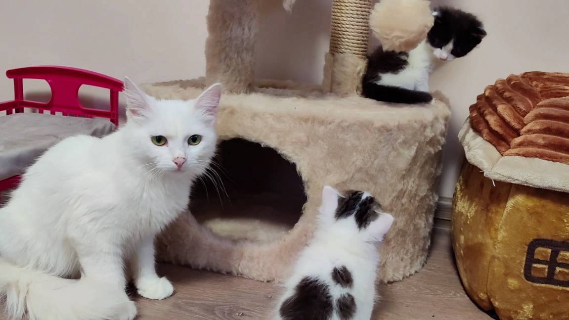 Мама-кошка зовет своих котят. Котята весело играют. Мини-котята смотреть онлайн