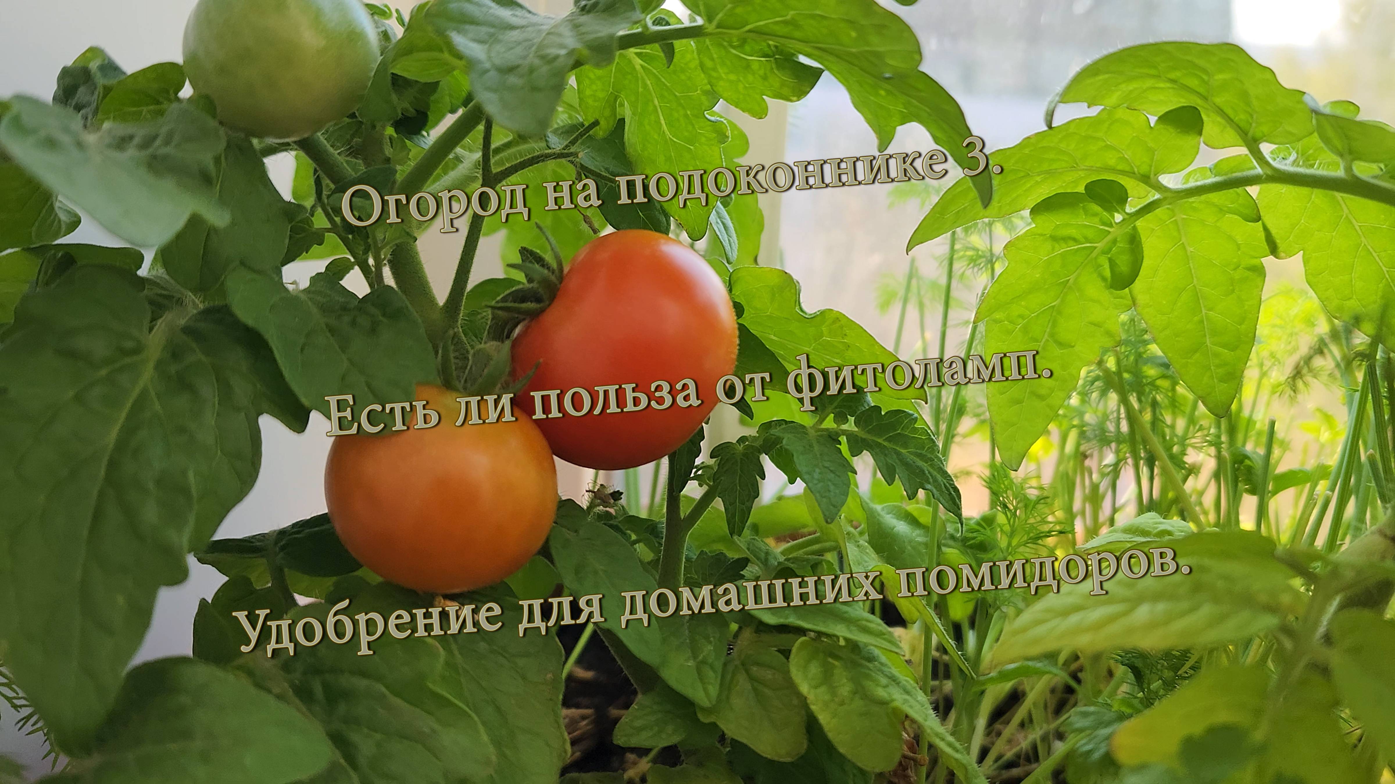 Огород на подоконнике 3. Есть ли польза от фитоламп. Удобрение для домашних помидоров. смотреть онлайн