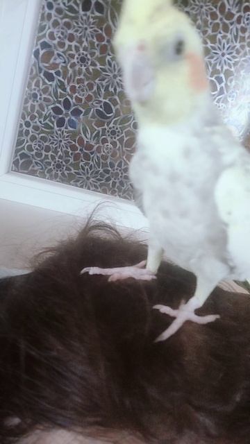 Кузя попугай