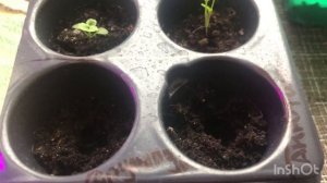 Пикирую флоксы в отдельные горшочки. Флокс красивый гном. флокс Друммонда летний микс. Часть 2.