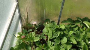 Клубника сортов Белтран и Газана