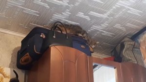 Кошка. Курильский бобтейл-прыжок на шкаф.
