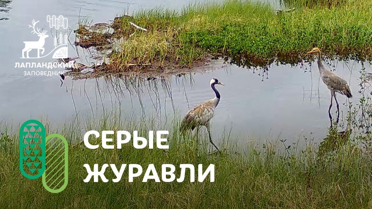Серый журавль. Лапландский заповедник смотреть онлайн