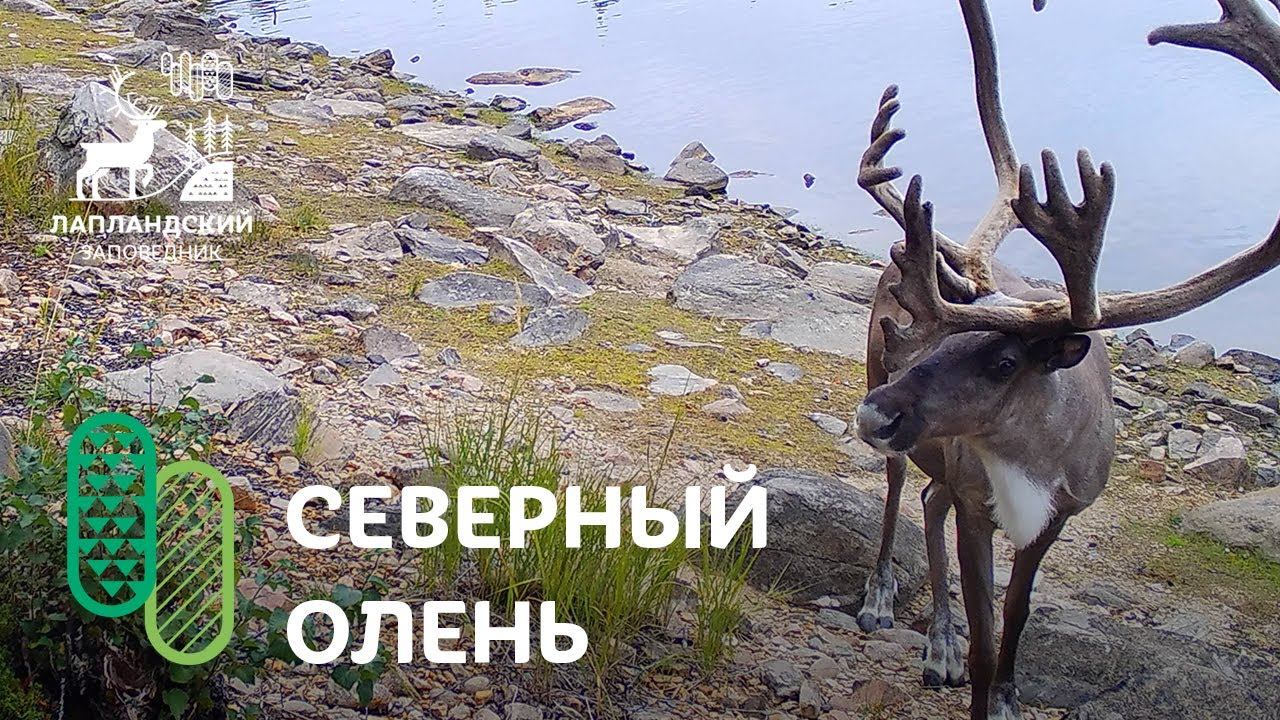 Дикий северный олень. Фотоловушка Лапландского заповедника смотреть онлайн