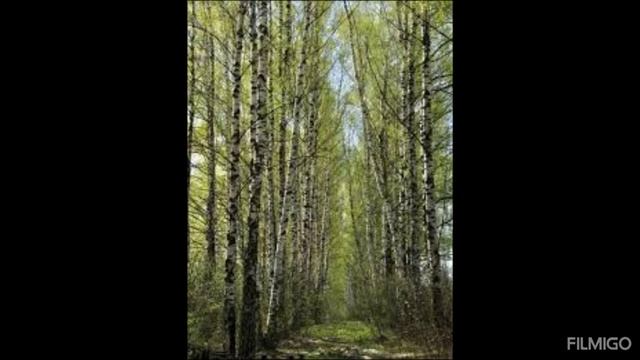 Релакс. Весенний лес в Сибири