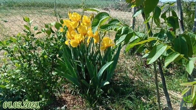 Жизнь без прикрас# Ирисы в моём саду# 04.05.2024год. смотреть онлайн